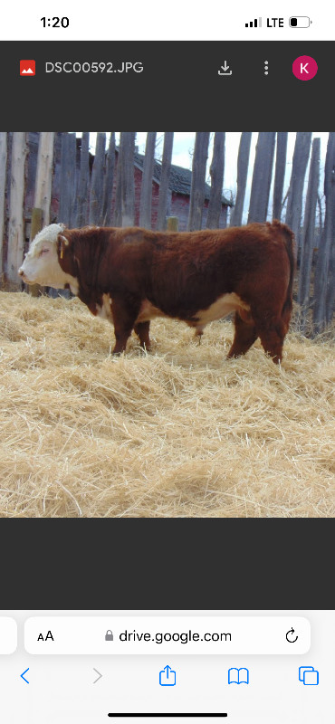 Hereford bulls for sale in Livestock in Swift Current - Image 3