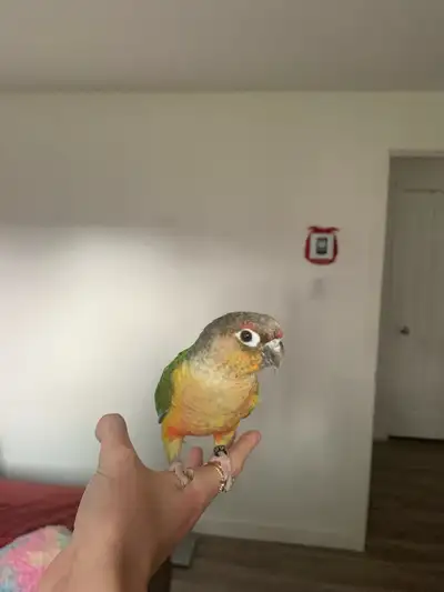 Conure a vendre , View more