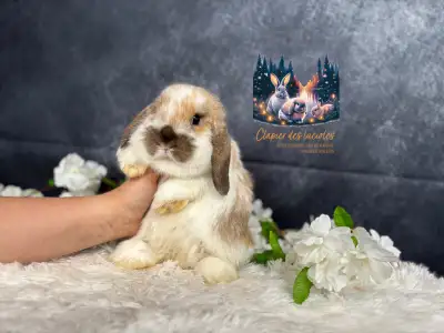 Neutered young holland lops, View more