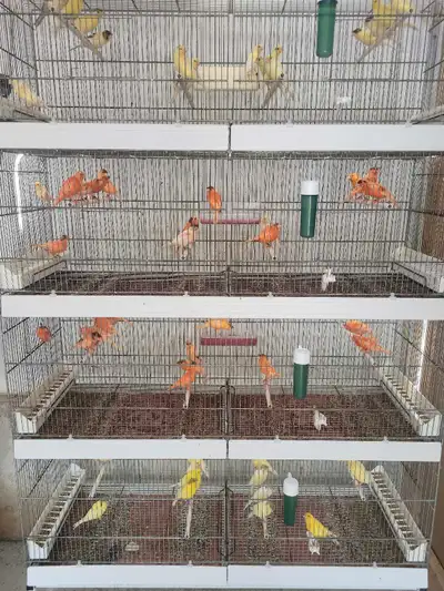 Red factor and Yellow canaries for sale. Please call or text me if you are interested thanks