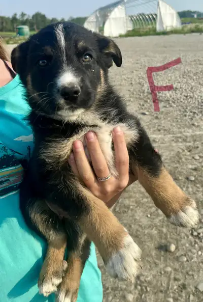 •Mom is 1/2 Australian Shepherd 1/2 Blue Heeler and Dad is pure breed long haired German Shepherd. •...