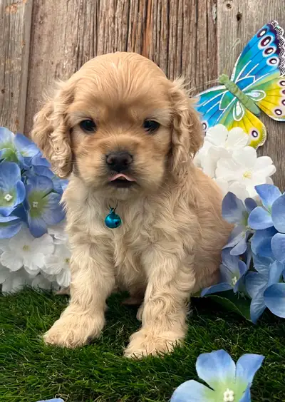 American Cocker Spaniel Pups, View more