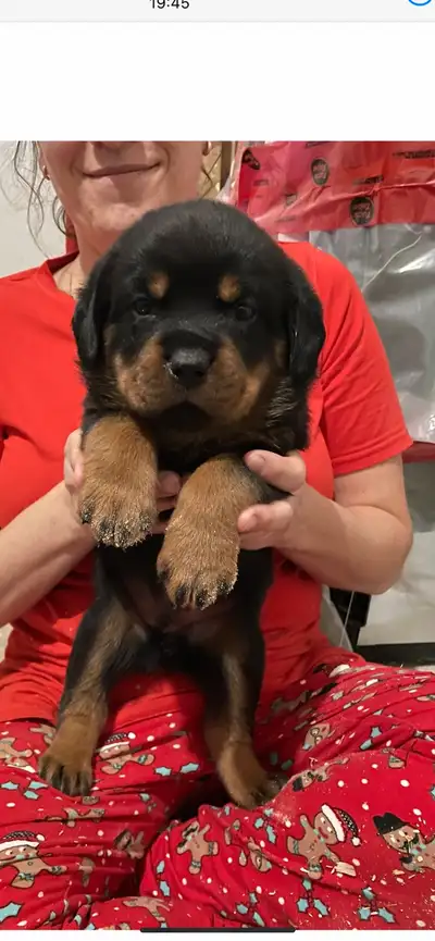 Rottweiler , View more