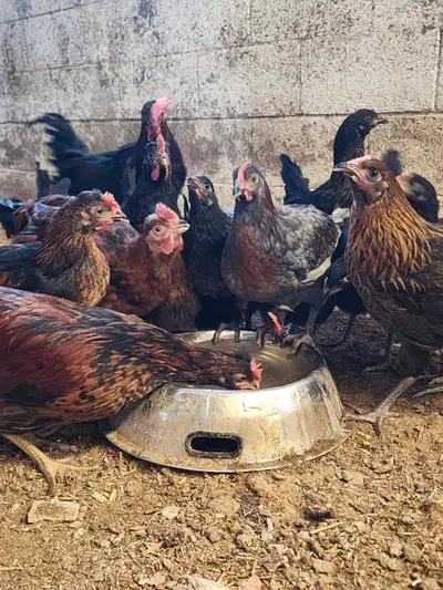 Egg layers & Roosters, View more