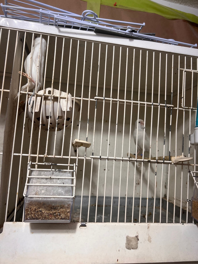 Young White canaries for sale in Birds for Rehoming in City of Toronto - Image 3