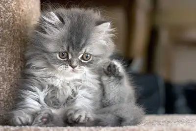 GTA Luxury Rare Persian kittens  NOW AVAILABLE, View more