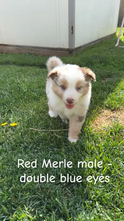 *2 PUPS LEFT*  MINI AUSSIES❤️, View more