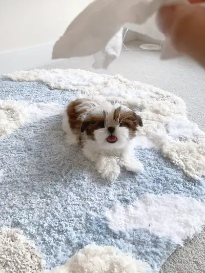  Korean-Style Tiny Shih Tzu – Not Traditional Type, View more