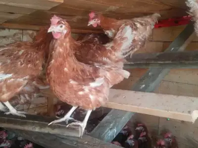 One year old rhode island red laying hens, View more