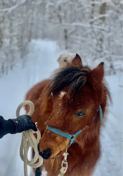 2 year old small pony gelding, View more