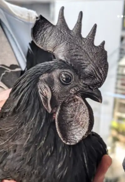 AYAM CEMANI chickens are entirely black! Black feathers, black skin, black meat and organs!!!!! It i...