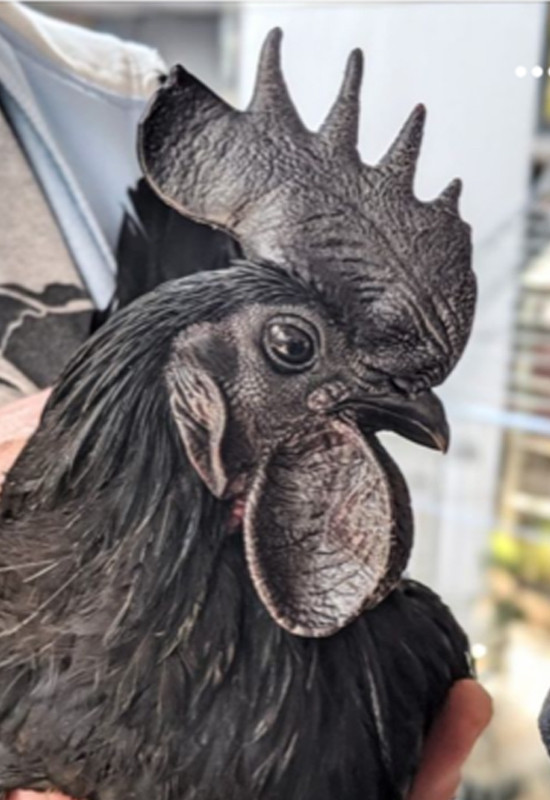 RARE BREED - AYAM CEMANI CHICKENS ! in Livestock in Peterborough