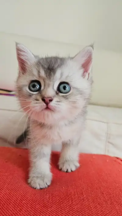 Golden Blue Purebred British Shorthair, View more