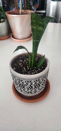 Snake Plant