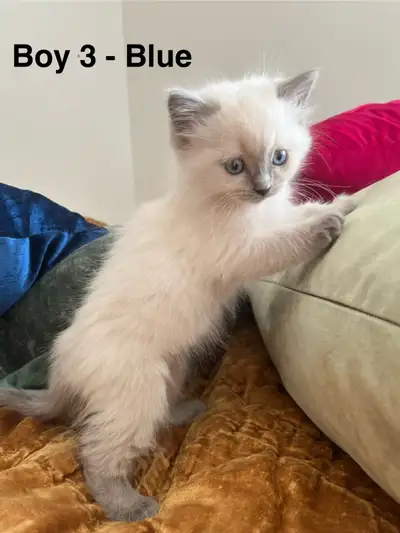 Blue Point Ragdoll Kittens!! ($950) Unique Bicolor too!! ($750), View more