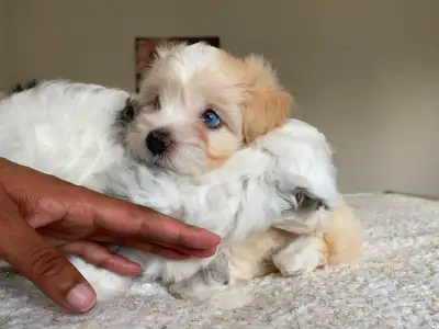 Blue eyed Maltipoo puppies, View more