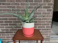 Mature Aloe Vera Plant with Pot