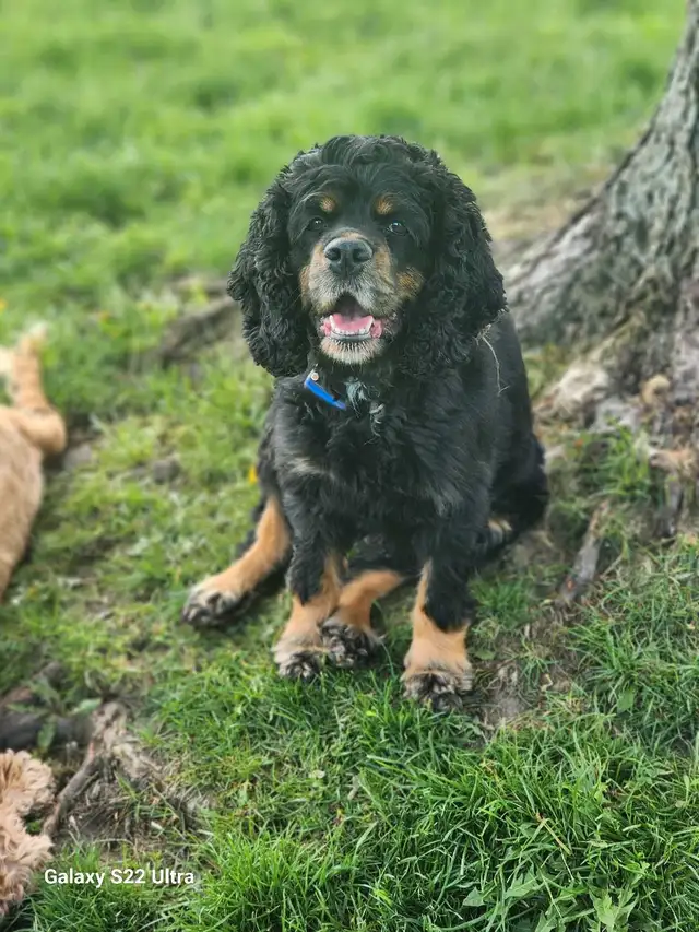 American Cocker Spaniel Puppies SOLD in Dogs & Puppies for Rehoming in St. Catharines - Image 5