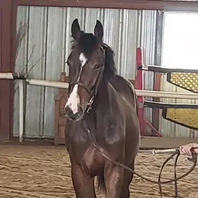 Yearling csha reg, View more