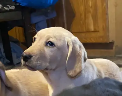 Purebred lab retriever puppies, View more