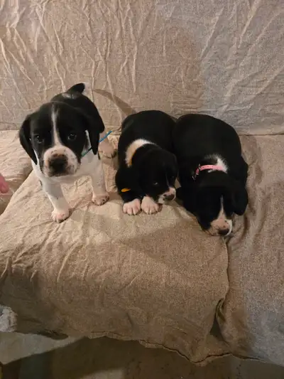 Beagle/Springer Spaniel Pups For Sale, View more