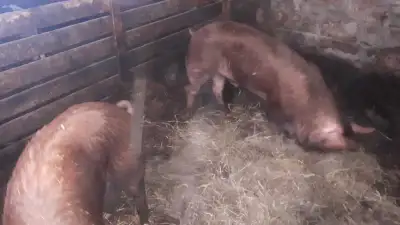 Tamworth Pigs, View more