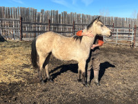 Long Yearling Colt