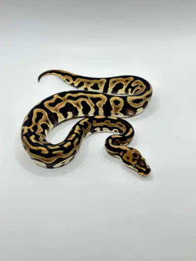 Baby Ball Python Female