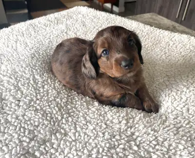 UPDATE: One Dachshund boy left, View more