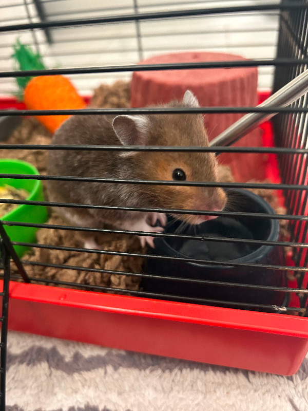 Hamster Cage in Accessories in London