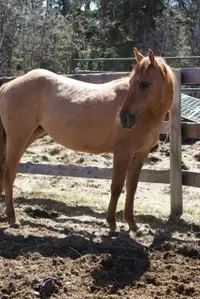 Reining Bred Filly