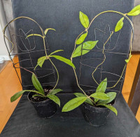 Hoya Crassipetiolata plante sur treillis 
