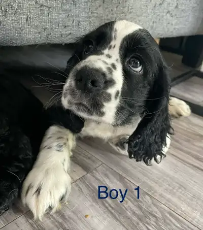 5 Cocker Spaniel puppies, View more