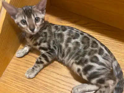 Beautiful Bengal Kitten, View more