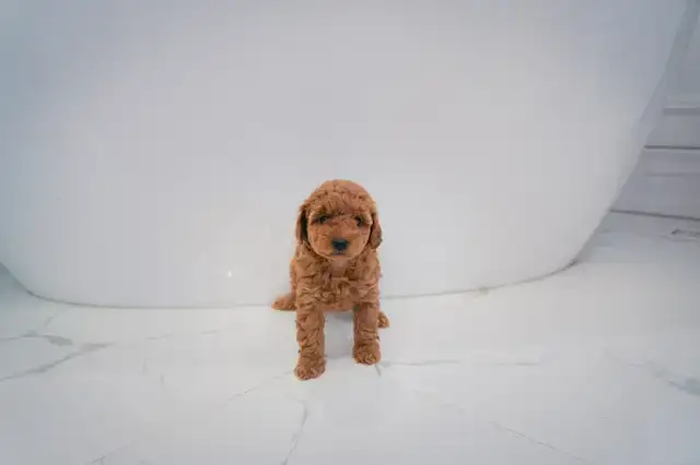Small Toy Poodle Puppies - Ready To Be Rehomed! in Dogs & Puppies for Rehoming in City of Toronto - Image 6