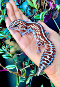 gecko fat tail morph
