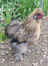 Handsome silkie rooster, 1 year old