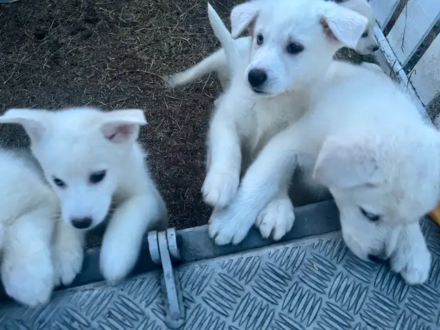 Samoyed/Labsky Puppies in Dogs & Puppies for Rehoming in Penticton - Image 7