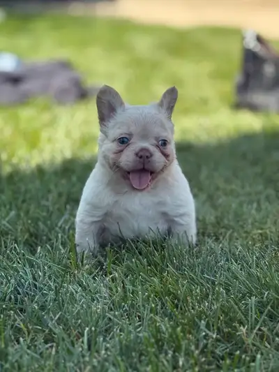 fluffy French bulldogs, View more