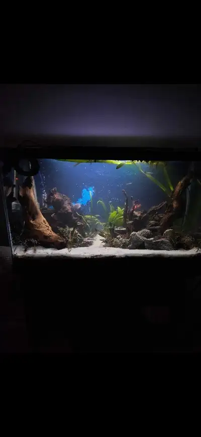 Fish tank and stand, comes with loads of decorations and could also sell driftwood, and female guppy...