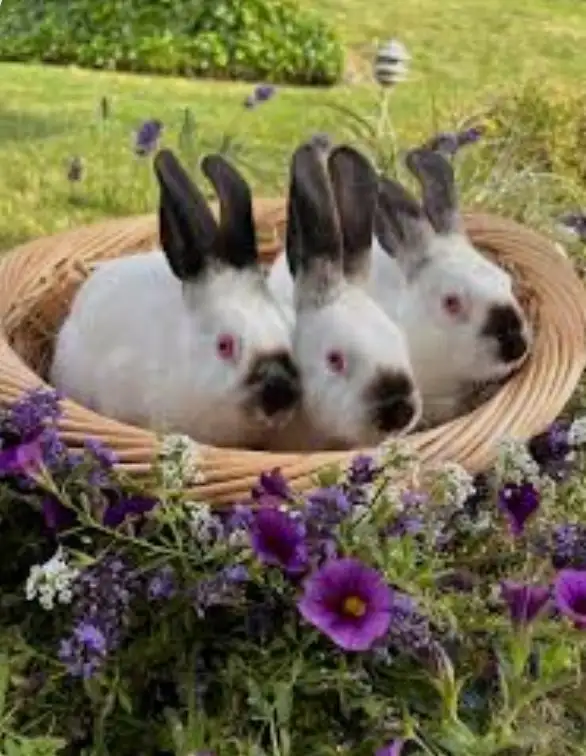 Purebred Californian Rabbit kids always available Labroquerie W ...