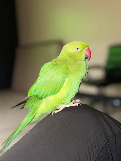 3-Year-Old Female Indian Ringneck Parrot for Sale Beautiful 3-year-old female Indian Ringneck Parrot...