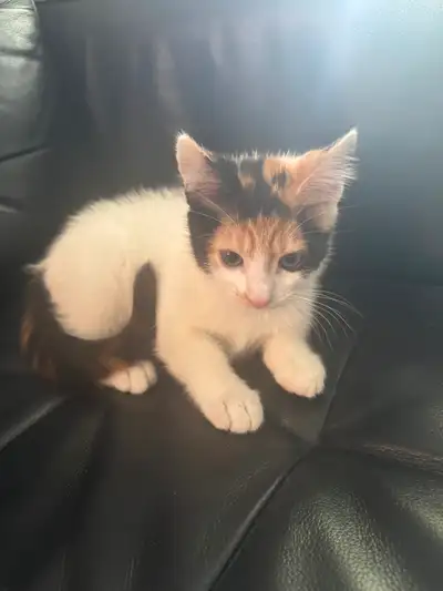 Adorable 10 week old calico kittens, View more