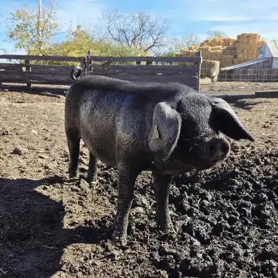 English Large Black Gilts - Unregistered, View more