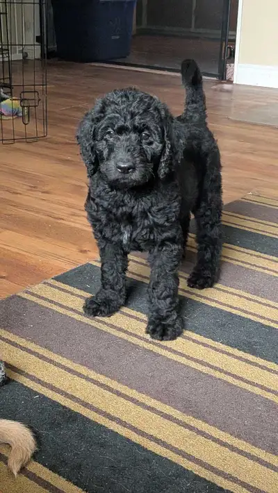 F1B Labradoodle Puppies, View more