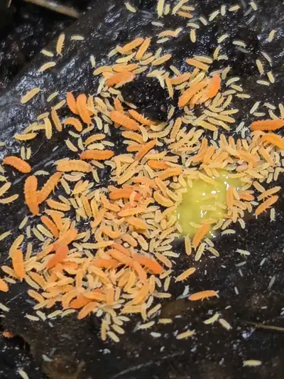 Orange Springtails, View more