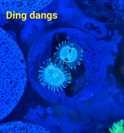 Hawaiian Ding dang zoa - saltwater coral frag, View more
