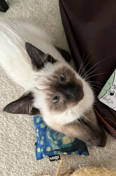 Kitten for sale, View more