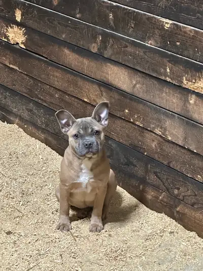 A very sweet 5 month old male his mom is a french bulldog x boston terrier his dad is a french bulld...
