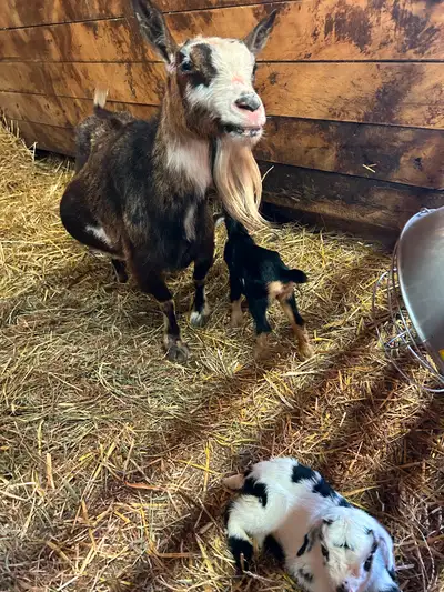 Doe- Nigerian Dwarf. Approx 7 years old With Blue eyes. Disbudded Two Doelings - Pygmy/ND Cross Kids...